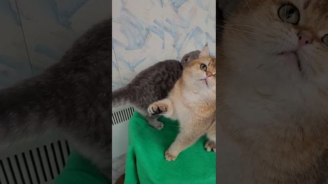 Шикарный Шотландский котик , мальчик,окрас золотая тиккированная шиншилла смотреть онлайн