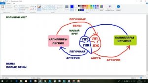 МАЛЫЙ И БОЛЬШОЙ КРУГИ КРОВООБРАЩЕНИЯ