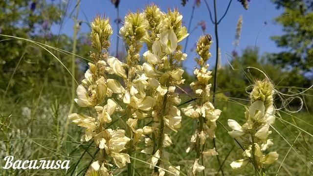 29 марта народный праздник Саввин день. Что нельзя делать. Народные традиции и приметы. смотреть онлайн