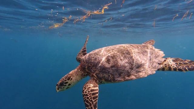 Плавал с черепахами | читайте описание! смотреть онлайн