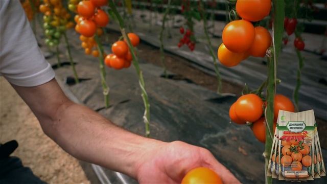 Лучший томат для консервации, маринования. Томат Золотой амулет для открытого грунта и теплиц.
