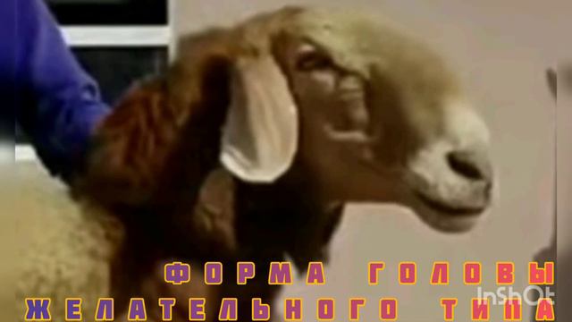 Экстерьер: формы головы овец по глазомерной оценке в народной селекции 2 смотреть онлайн