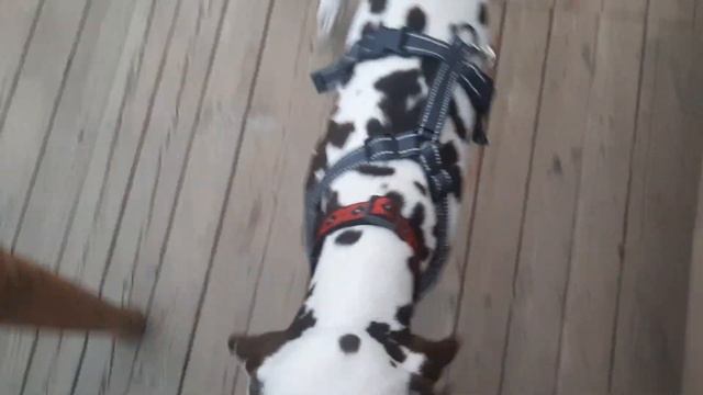 Ник Жил Был Пес Моя Жизнь Кино Музей Пса смотреть онлайн