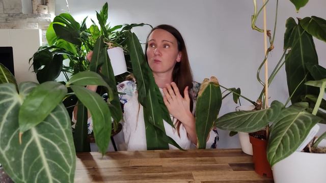 ❄️⛄Zimowy przegląd roślinny⛄❄️ смотреть онлайн