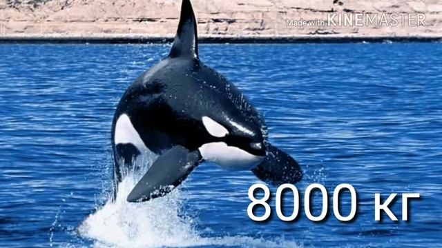 Белая акула против косатки | кто сильнее смотреть онлайн