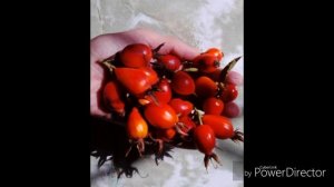 Шиповник и Боярышник.