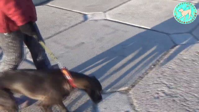 Интеллектуальная дрессировка смотреть онлайн