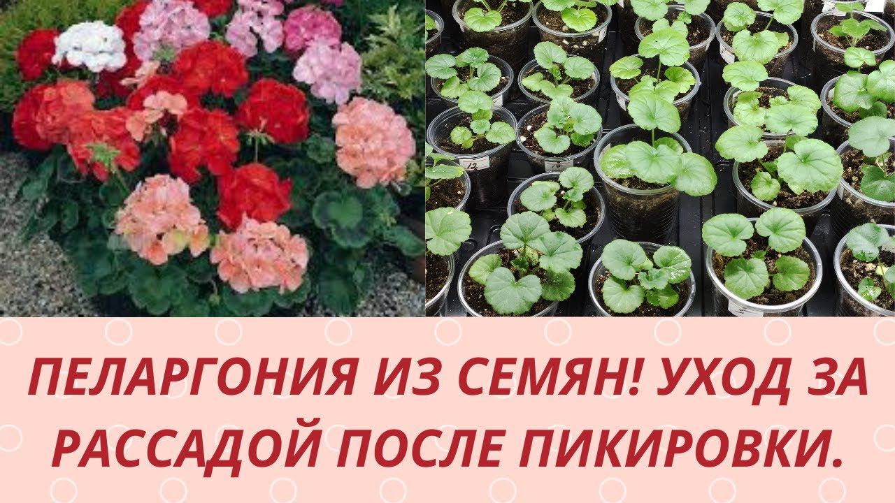 Пеларгония из семян. Как и чем подкормить рассаду пеларгонии после пикировки. Обзор рассады . смотреть онлайн