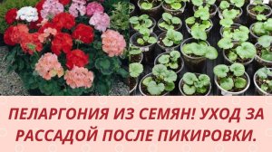 Пеларгония из семян. Как и чем подкормить рассаду пеларгонии после пикировки. Обзор рассады .