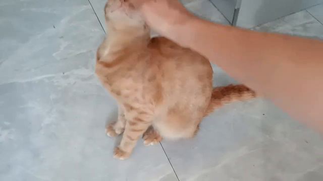Рыжий котенок ищет семью 🏡 Краснодар смотреть онлайн