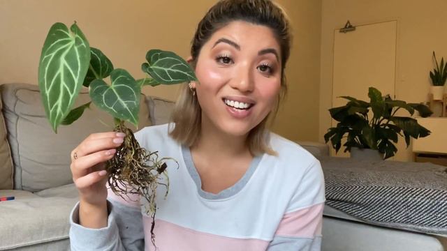 RARE ANTHURIUM UNBOXING | WISHLIST PLANT HAUL смотреть онлайн