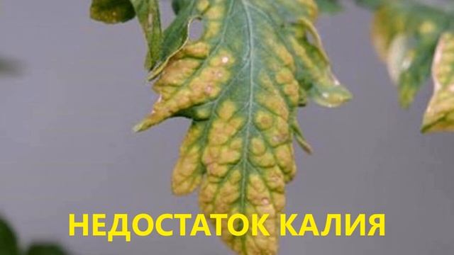 ПОМИДОРЫ. САМАЯ ЛУЧШАЯ ПОДКОРМКА ПОМИДОРОВ ПОСЛЕ ВЫСАДКИ В ГРУНТ ДЛЯ БОГАТОГО УРОЖАЯ смотреть онлайн