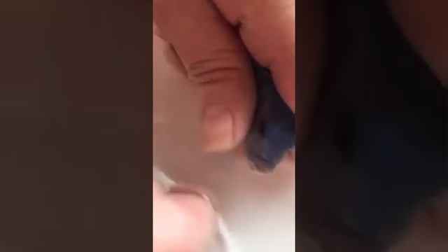 Разведение малавийских цихлид. Мальки выпрыгивают изо рта рыбы! смотреть онлайн