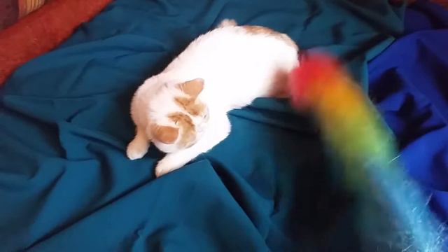 Экзотический котик Николя смотреть онлайн