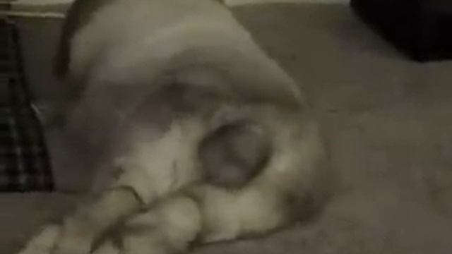 Farting Bunny Rabbit - Sadie has no manners! смотреть онлайн