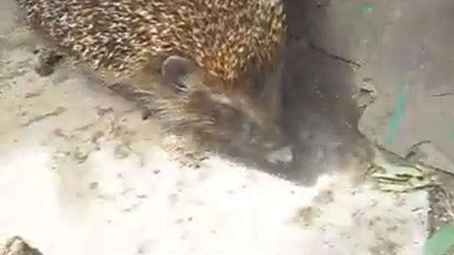 Еж: где моя дырка?!!/ hedgehog looking for a hole in the fence смотреть онлайн