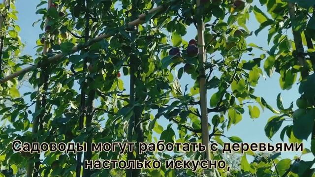 Топиарный сад в парке Монрепо, чудо садоводческого искусства #выборг #монрепо #сад смотреть онлайн