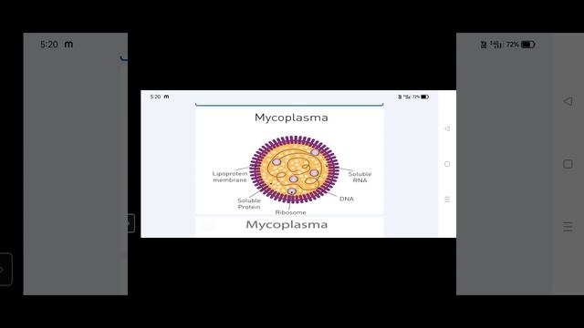 CPGET BOTANY - ARCHEAE BACTERIA, ACTINOMYCETES & MYCOPLASMA - Dr.A.SHYLAJA GDC (A),SIDDIPET смотреть онлайн