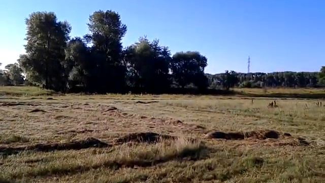 Лабрадор Моди и аист смотреть онлайн