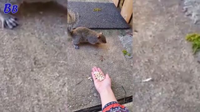 Женщина ПОПЫТАЛАСЬ ПОКОРМИТЬ БЕЛКУ с Руки - МИЛОТА, НО КУСАЧАЯ !!!