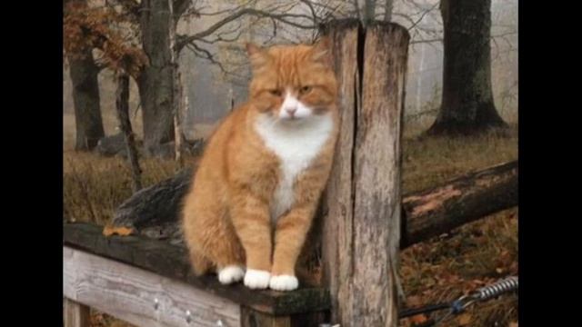 Осень прозрачное утро смотреть онлайн