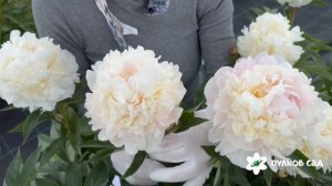 Весенний пион. Пулков сад