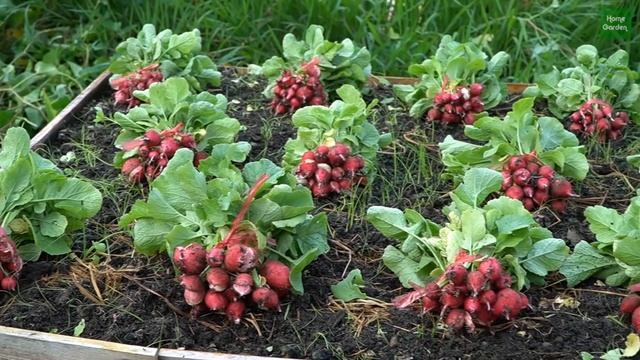 Giòn Ngọt: Tái Chế Vỉ Trứng Trồng Củ Cải đỏ | Crunchy Sweet: Recycle Egg Blisters Growing Red Radis