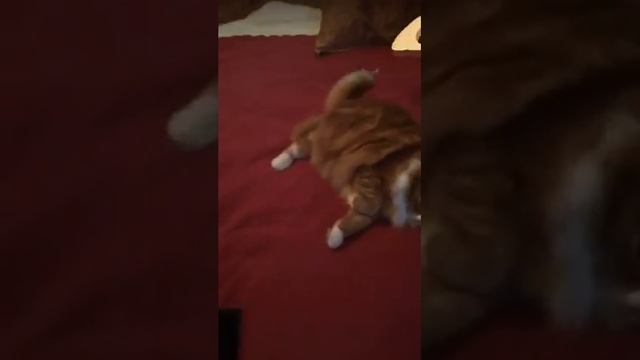 Hello Bubbins part 5 смотреть онлайн