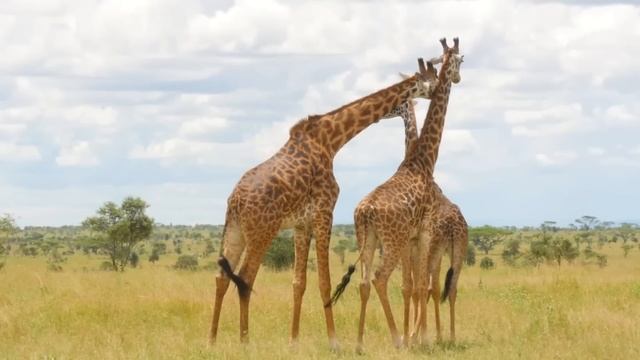 ОЛЬГА УРАЛОЧКА LIVE // ОБЗОР ВЛОГА // ОСТРОВ ЗАТОНУВШИХ КОРАБЛЕЙ смотреть онлайн