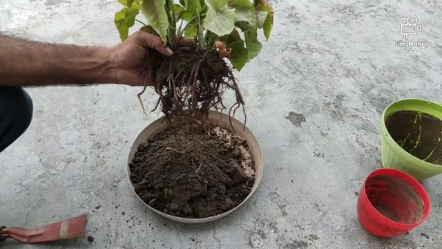 Pink Syngonium || Divide And Repot Syngonium || Arrowhead Plant