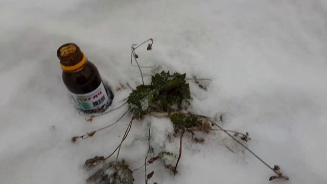 Укрываем клубнику на зиму, часть 3. Обработка от грызунов. смотреть онлайн