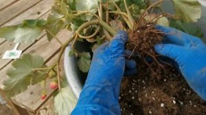 Есть ли клубни у бегонии Иллюминейшн