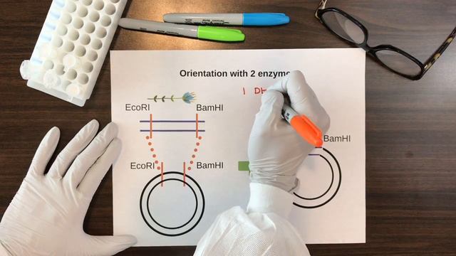 PCR Primer Design смотреть онлайн