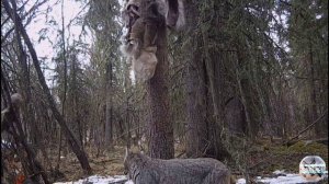 Рысь, белка и горностай пытаются покушать нахаляву на приваде. Фотоловушка в лесу