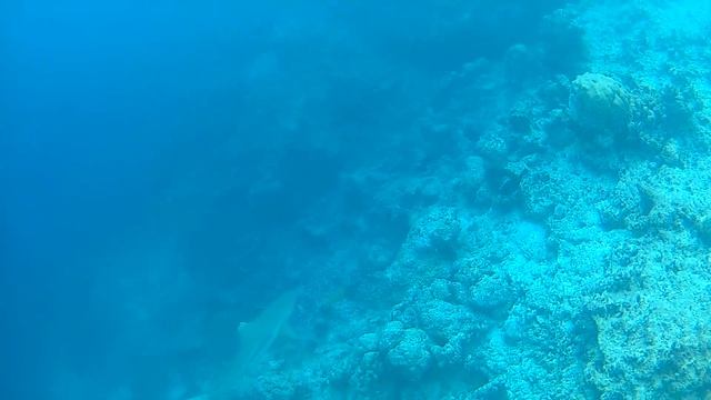 Риф Куда Бандос (акула) смотреть онлайн