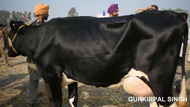 Best Holstein Friesian Cow In India