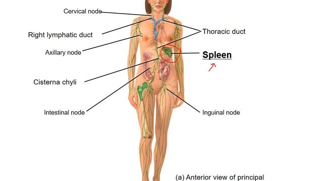 Lymphatic system Lab смотреть онлайн