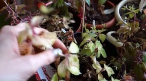 Как подготовить ахименес к периоду покоя (зимовке)