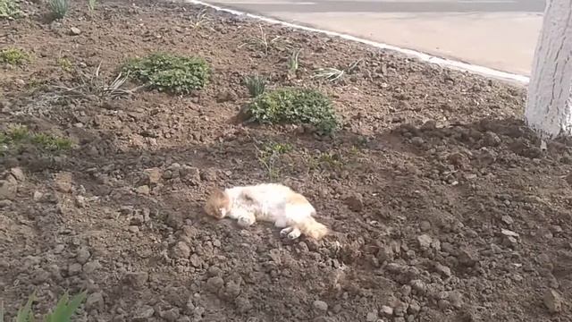 Рижая хорошая киса смотреть онлайн