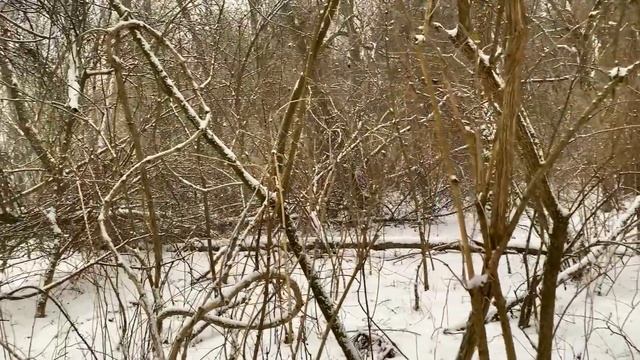 Pilze im Januar | 26.01.2019 | Winterpilze im Schnee | Austernseitling, Samtfußrübling, Judasohr смотреть онлайн