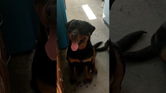 Ротвейлер Алматы.Купание собак бюджетный вариант дегтярное мыло смотреть онлайн