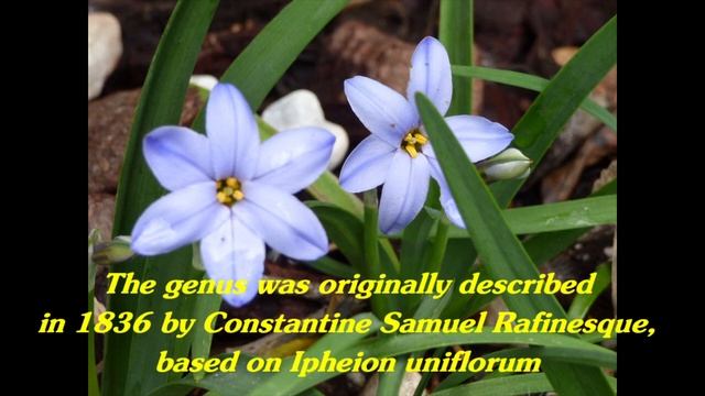 Gardeners World 2022 Episode 22 Chinodoxa / Scilla, Ipheion / Tristagma  Little Garden Of Monfestin