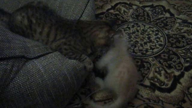 Котёнок пристает к старому коту смотреть онлайн