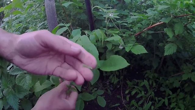 Формировка кроны грецкого ореха в один ствол. Прищипка ореха низкорослой формы сорт Идеал смотреть онлайн