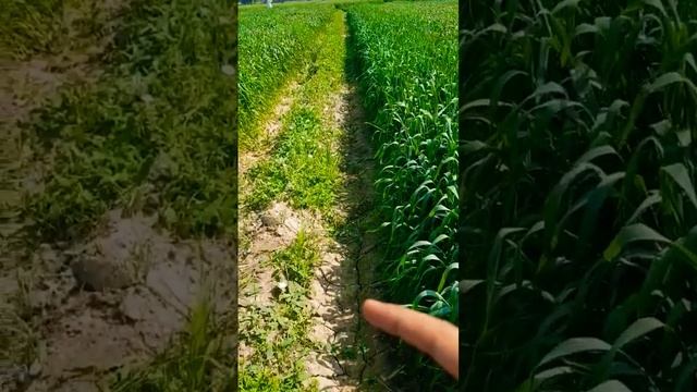हिरनखुरी | Objectionable weed of wheat | Field bindweed (Convolvulus arvensis) | Morning glory смотреть онлайн