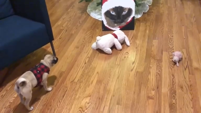 Как защитить ёлку от собаки