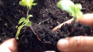 ?  #4  Рассаживаю сеянцы лимонника | Лимонник китайский выращивание из семян от и до.