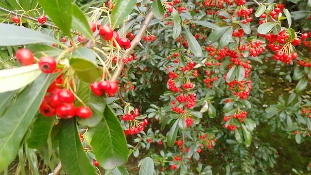 Сочи. 1 января! смотреть онлайн