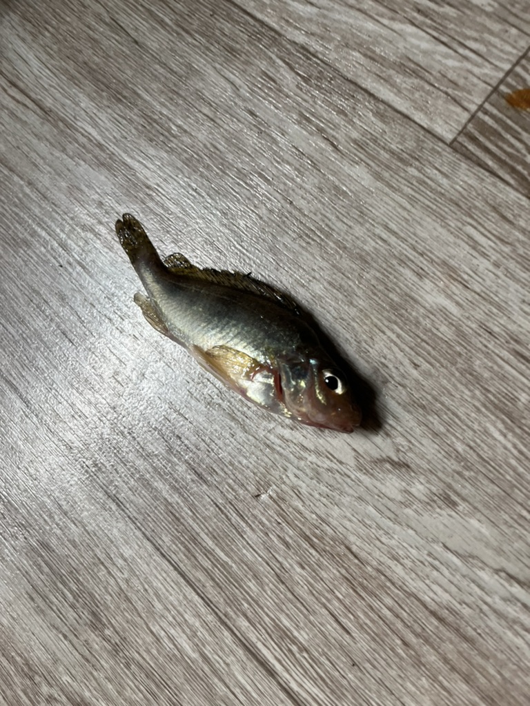 Стрим просто стрим