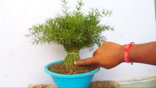 पौधे की छंटाई से बनाये खूबसूरत पौधा /How to Prune & Care Asparagus Fern -10 Aug 2017/Mammal Bonsai смотреть онлайн